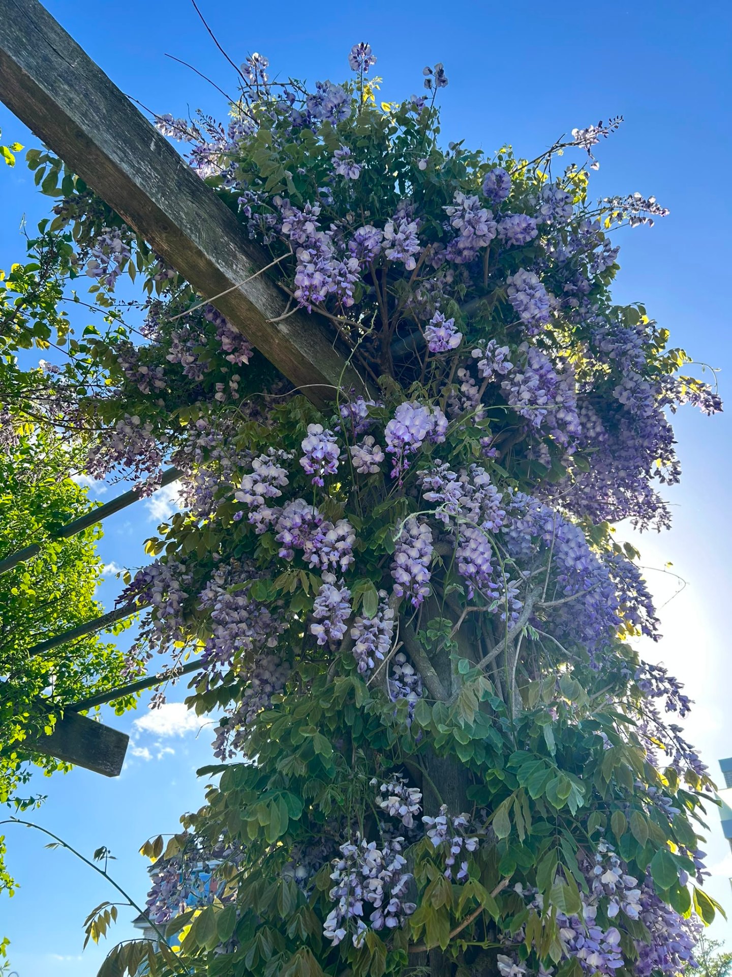 Glyzinie im Sommerlicht