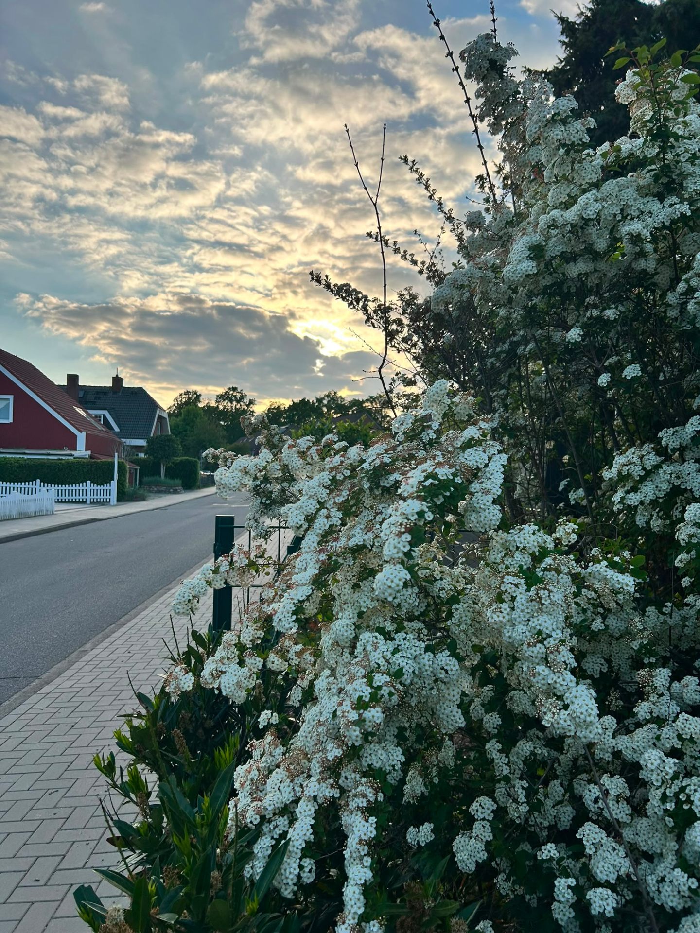 Weiße Blütenpracht in Scharbeutz