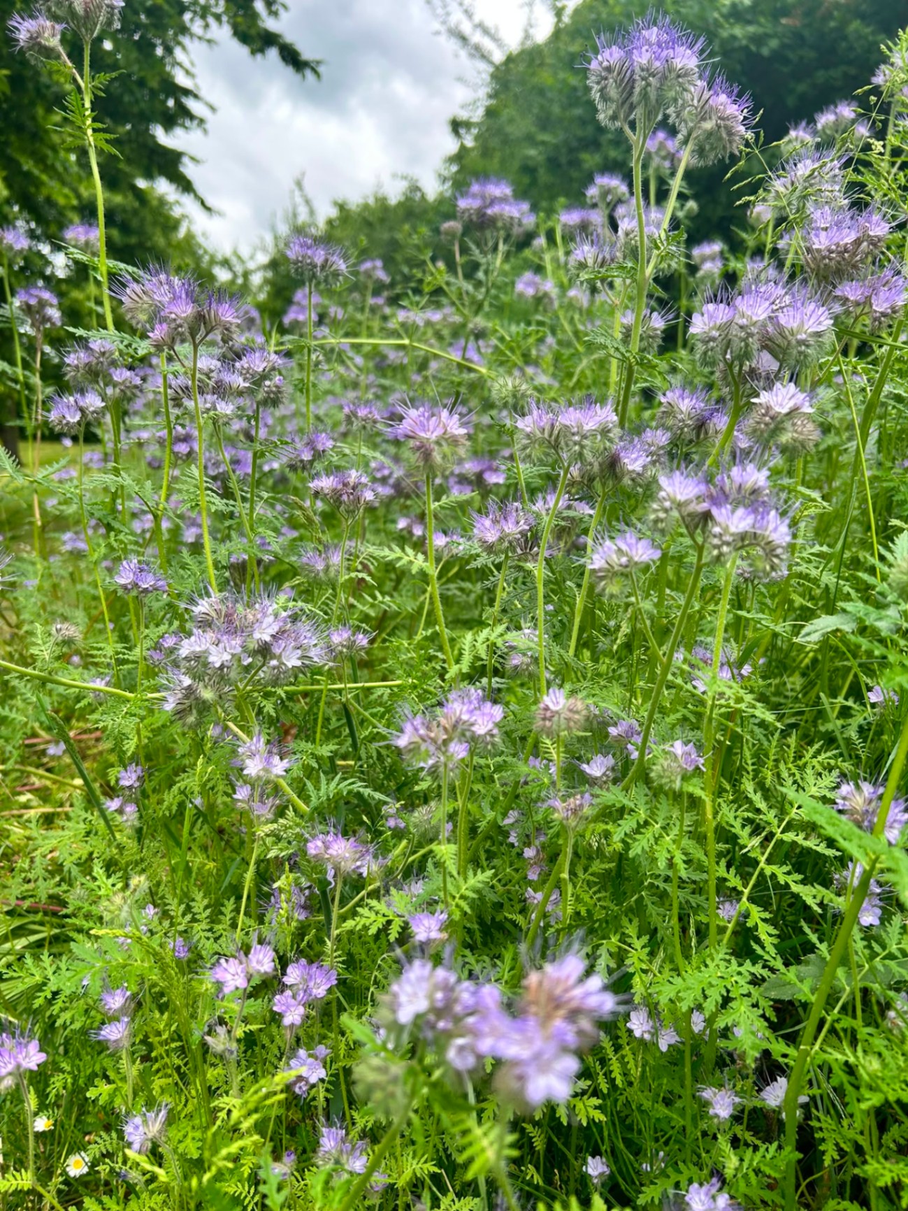 Blühende Bienenweide im Grünen